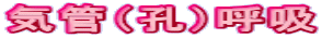 気管(孔)呼吸